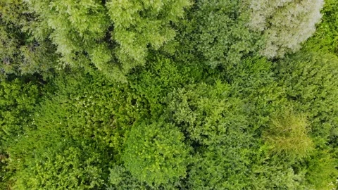 Flying over green trees forest Stock Footage 131033800