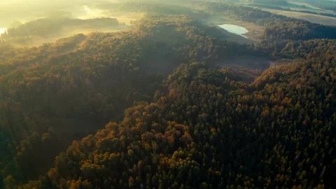 Flying over green trees forest at sunrise. Видео 162022283