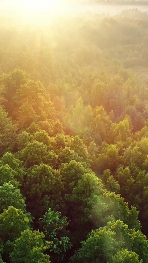 Flying over green trees forest at sunrise. Sunrise in the misty forest, optical 스톡 동영상 274736708