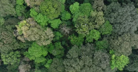 Flying over green trees in the rainforest Stock Footage 310305896