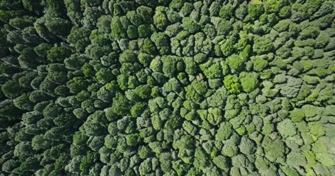 Flying over green trees in the rainforest Stock Footage 310306062