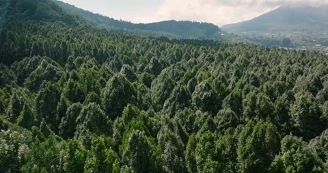 Flying over green trees in the rainforest Stock Footage 310306138