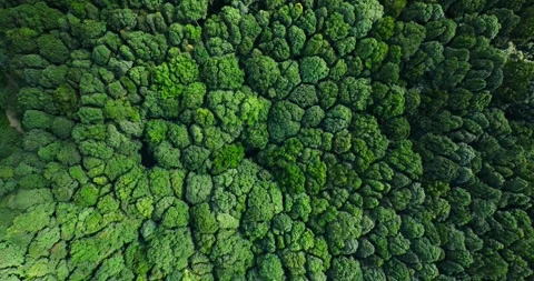 Flying over green trees in the rainforest Stock Footage 310306313