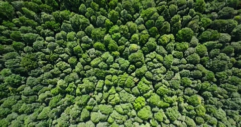 Flying over green trees in the rainforest Stock Footage 310323144