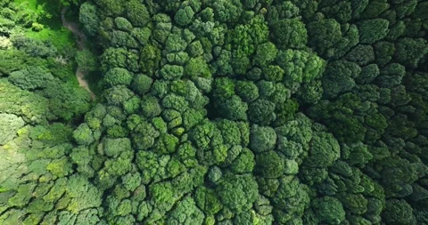 Flying over green trees in the rainforest Stock Footage 310386070