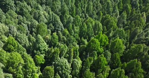 Flying over green trees in the rainforest Stock Footage 310386255