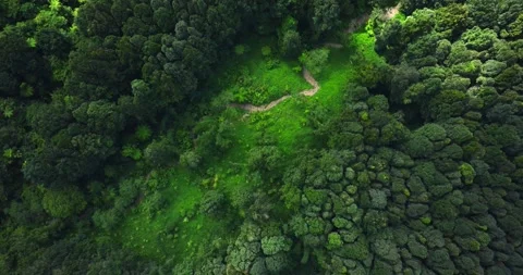 Flying over green trees in the rainforest Stock Footage 310386310