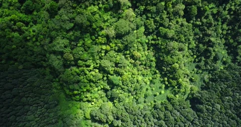 Flying over green trees in the rainforest Stock Footage 310401895