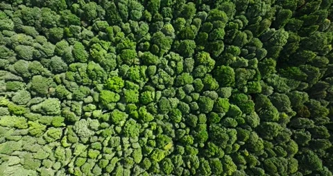Flying over green trees in the rainforest Stock Footage 310409797