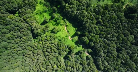 Flying over green trees in the rainforest Stock Footage 310409814