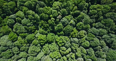 Flying over green trees in the rainforest Stock Footage 310409832