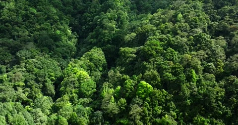 Flying over green trees in the rainforest Stock Footage 310409899