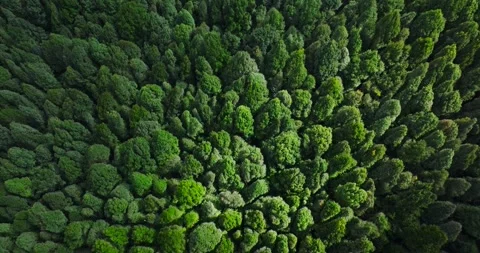 Flying over green trees in the rainforest Stock Footage 310410113