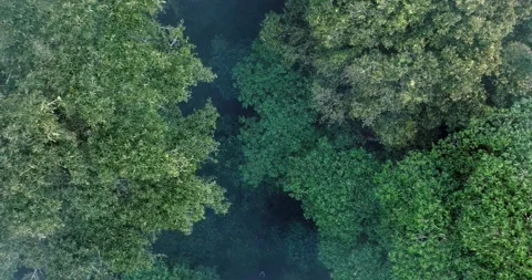 Flying over green trees in the rainforest Stock Footage 310436976