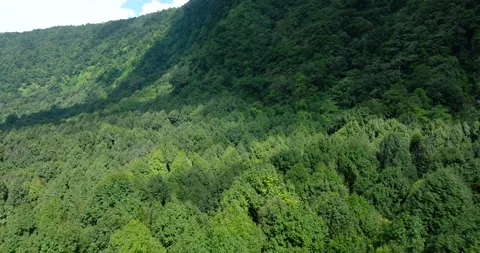 Flying over green trees in the rainforest Stock Footage 311590894
