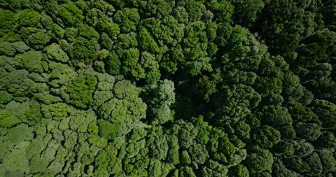 Flying over green trees in the rainforest Stock Footage 311590980