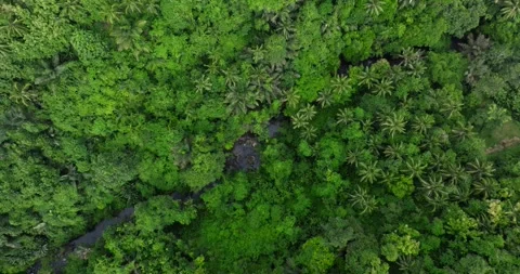 Flying over green trees in the rainforest Stock Footage 311591001