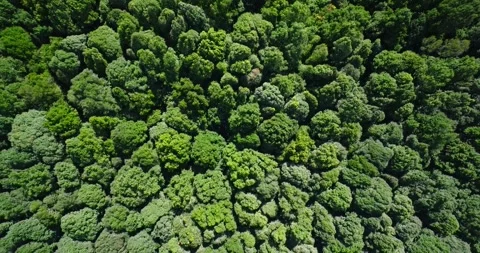 Flying over green trees in the rainforest Stock Footage 311591019