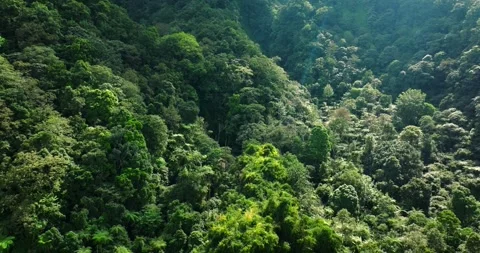 Flying over green trees in the rainforest Stock Footage 311591083