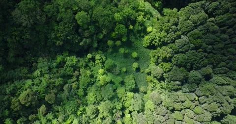 Flying over green trees in the rainforest Stock Footage 311591497