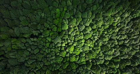 Flying over green trees in the rainforest Stock Footage 311591562