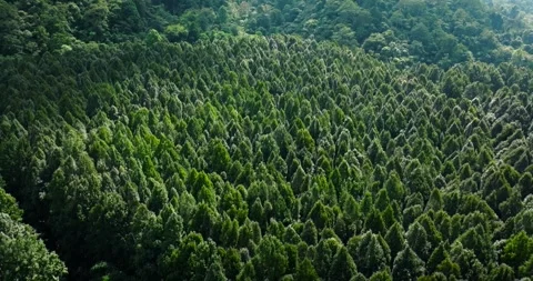 Flying over green trees in the rainforest Stock Footage 311591801