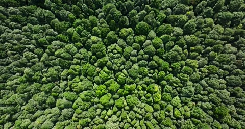 Flying over green trees in the rainforest Stock Footage 311591840