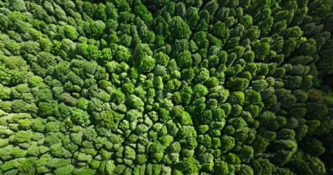 Flying over green trees in the rainforest Stock Footage 311592122