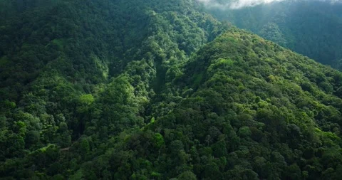 Flying over green trees in the rainforest Stock Footage 311592230
