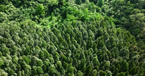 Flying over green trees in the rainforest Stock Footage 311592242
