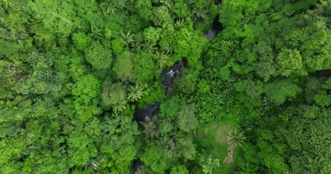 Flying over green trees in the rainforest Stock Footage 311592292