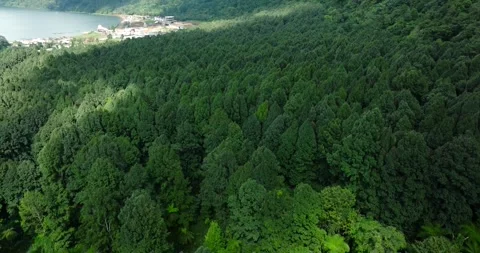 Flying over green trees in the rainforest Stock Footage 311595429