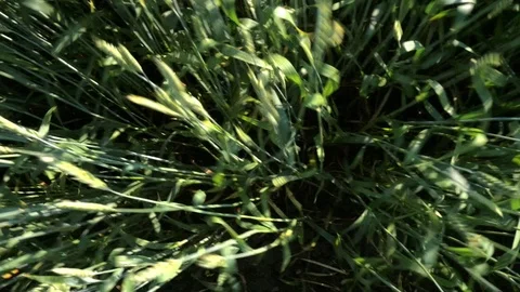 Flying over the green wheat field Stock Footage 70972282