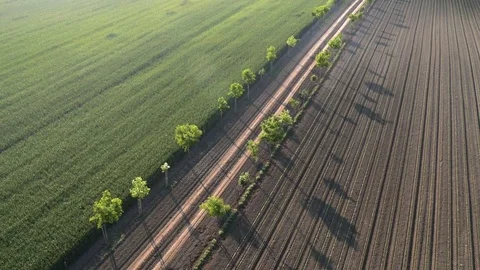 Flying over the green wheat field Stock Footage 70972283