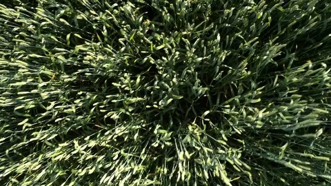 Flying over the green wheat field Stock Footage 70972319