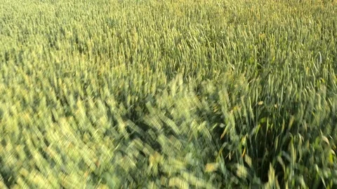 Flying over the green wheat field Stock Footage 70972323