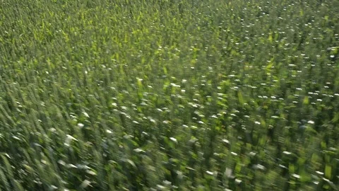 Flying over the green wheat field Stock Footage 70972363
