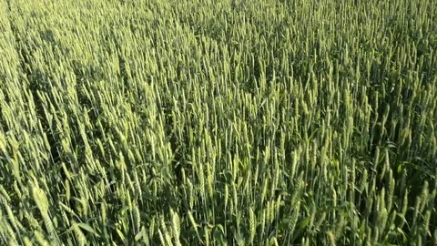 Flying over the green wheat field Stock Footage 70972480