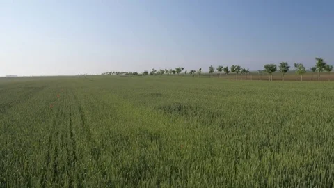 Flying over the green wheat field Stock Footage 70972560
