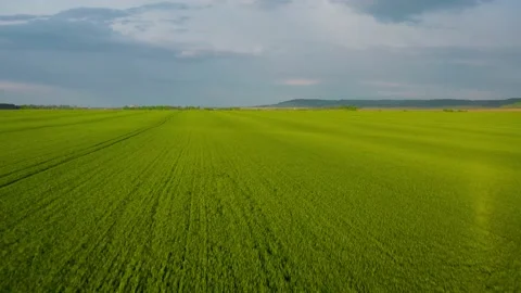 Flying over a green wheat field, agricultural industry. Natural texture Stock Footage 134830692