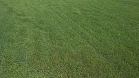 Flying over green wheat field during early summer in the Canadian countrysi.. Stock Footage 245399209