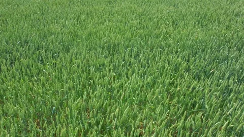 Flying over green wheat field during early summer in the Canadian countrysi.. Stock Footage 267296932