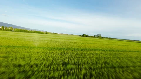 Flying Over The Green Wheat Field Stock Footage 310689765