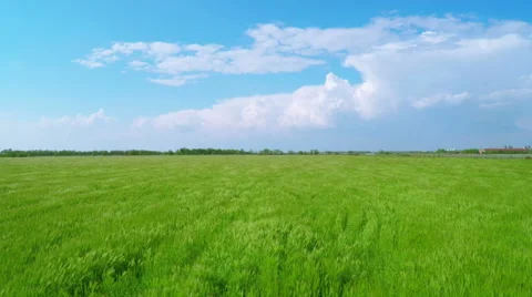 Flying over Green Wheat Fields Stock Footage 63154133