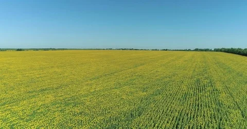 Flying over a green-yellow field of sunflowers Stock Footage 78945892