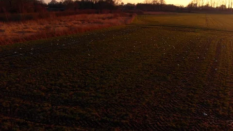 Flying over a group of birds taking off with sunset 4K Stock Footage 87283353