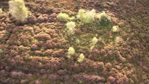 Flying over heather and bog Video stock 72265367