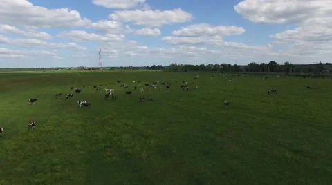 Flying over the herd of cows grazing in a green field. Stock-Footage 63768363