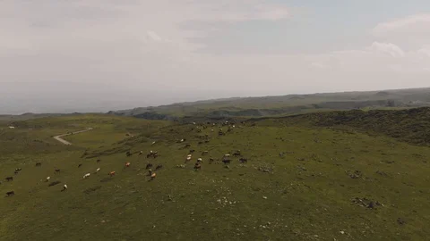 Flying over herd of cows grazing on green stony meadow in Armenian mountains Stock Footage 92545601