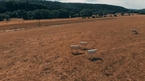 Flying over the herd of cows grazing on yellow field in summer day. Clouds on Stock Footage 93377324
